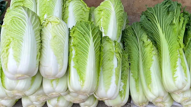 白菜冷庫能儲存多久？白菜冷庫保鮮1-4個月技術(shù)
